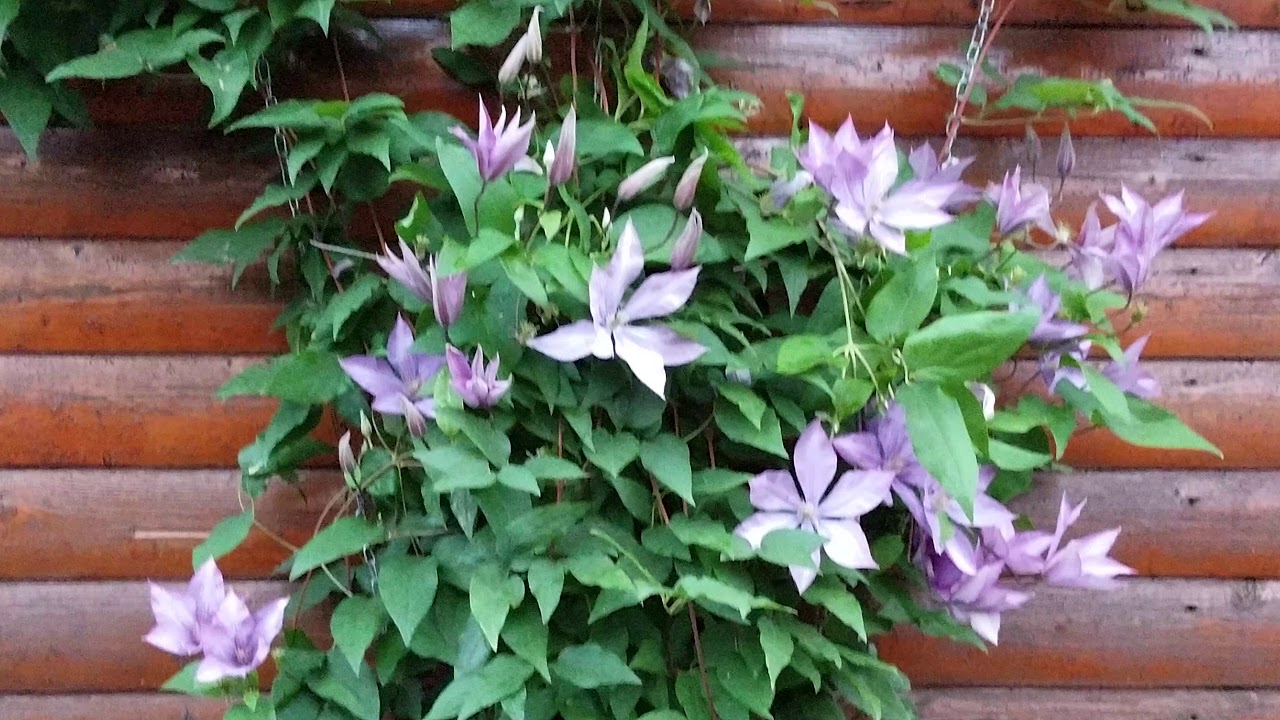 lila color in english Clematis