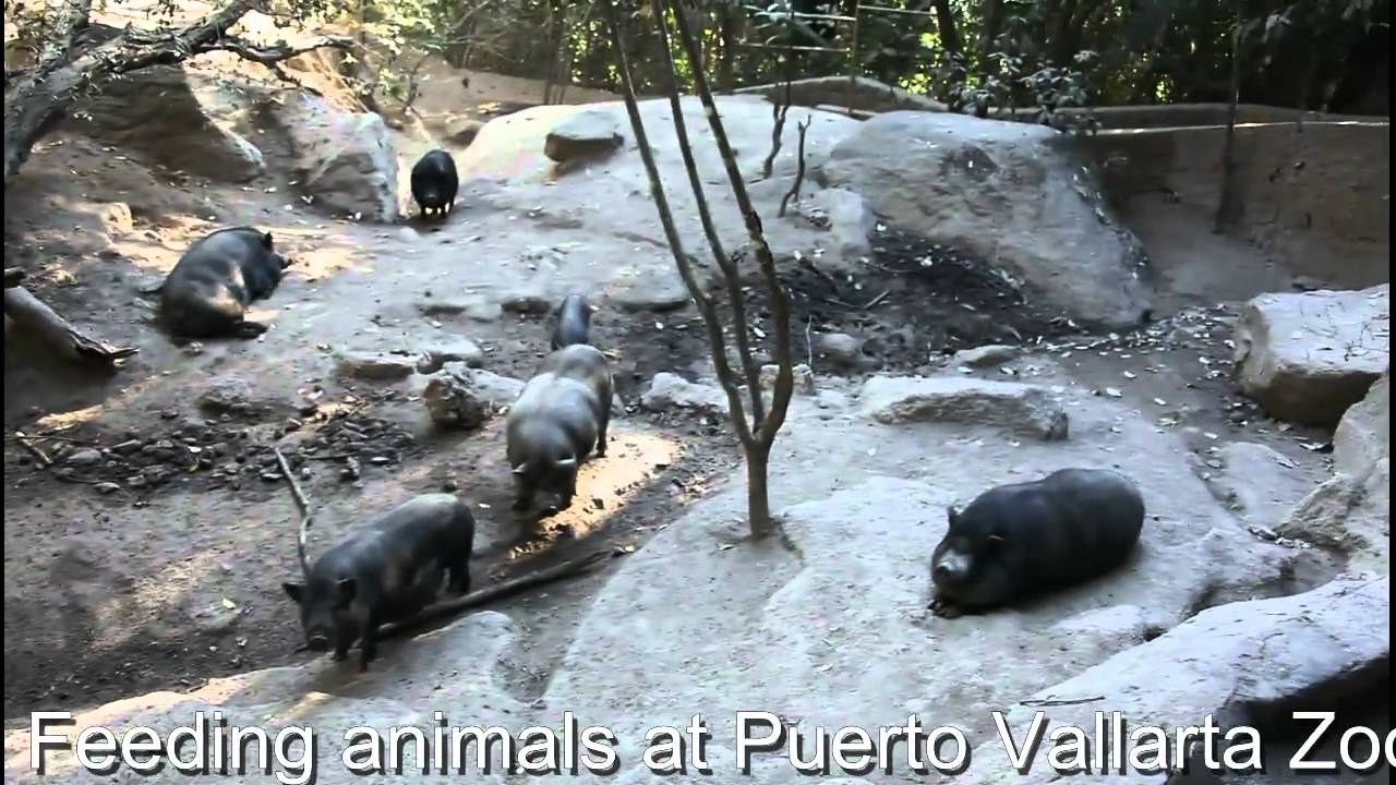 Feeding animals at Puerto Vallarta Zoo, Mexico YouTube