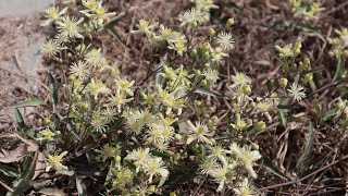 Clematis montevidensis - flora argentina - Barba de Viejo - igaú - Cabello de ángel