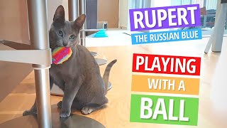 The One with Rupert Playing with his Multi-colored Ball - Russian Blue Kitten Playing by Rupert the Cat and Family 2,044 views 2 years ago 4 minutes, 9 seconds