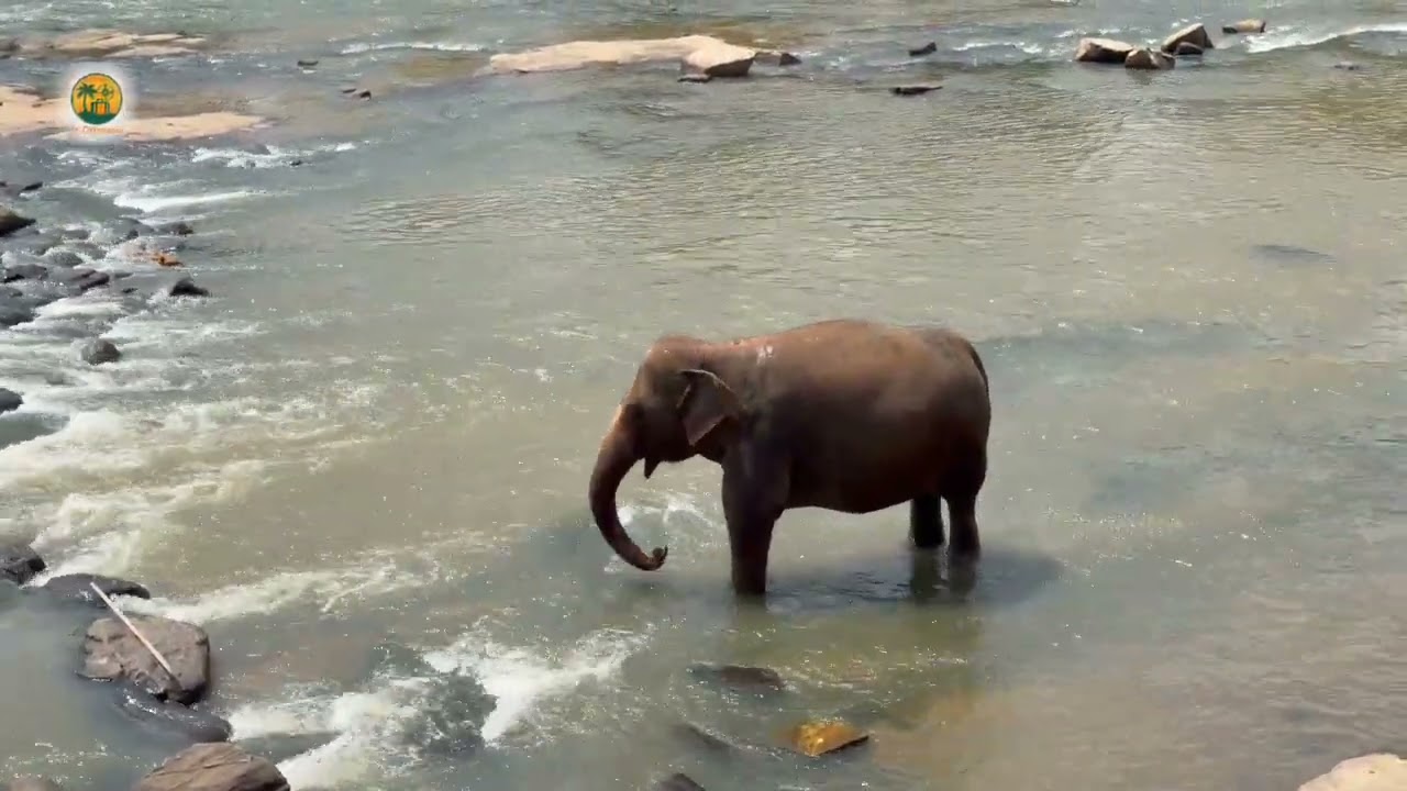 Elephant Orphanage Pinnawala Sri Lanaka - පින්නවල අලි අනාථාගාරය