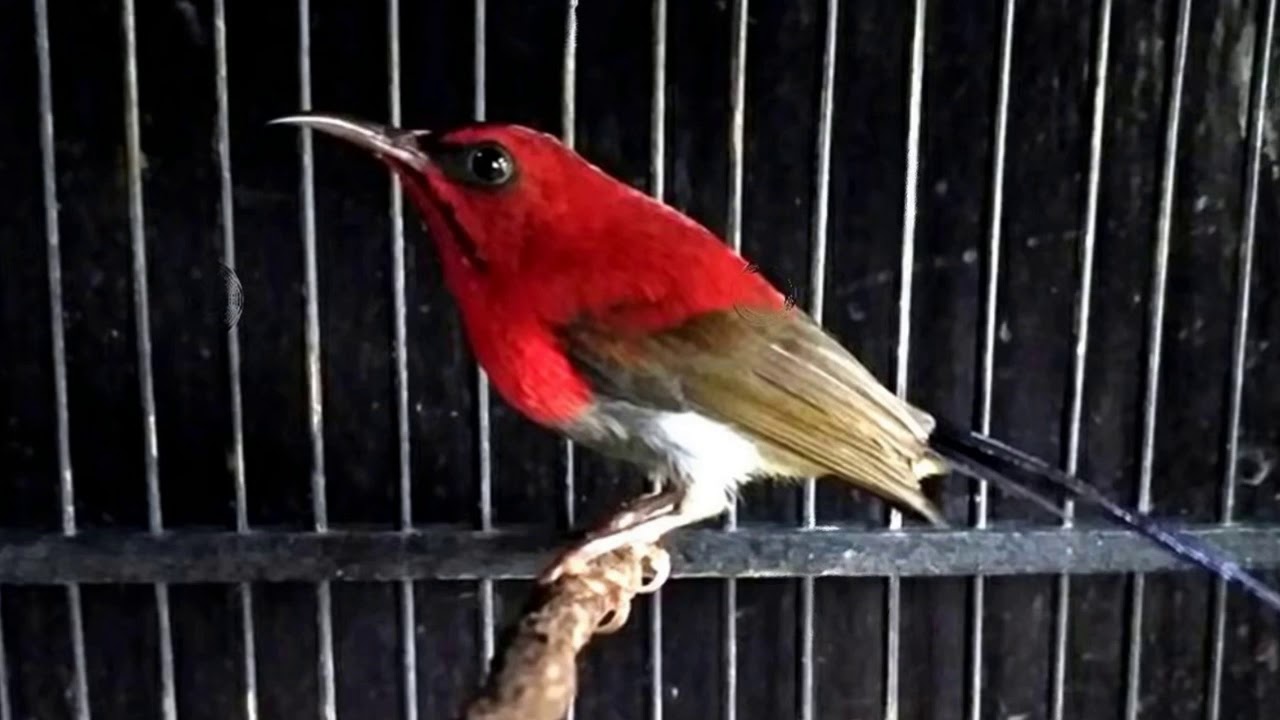 Langsung Nyaut Masteran Burung Kolibri Sepah Raja Super Efektif