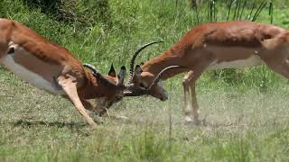 Male Impalas Fight for Dominance