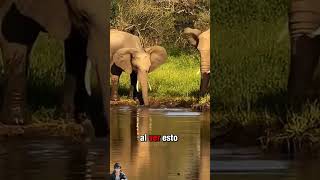 ¡El poder y la inteligencia de los elefantes en acción! 🐘💪#Viral #FYP #Naturaleza #Animal