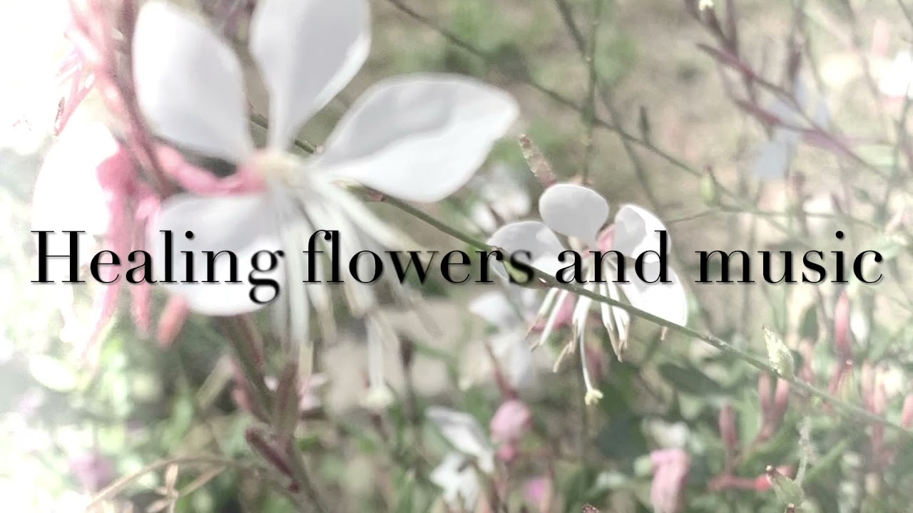 ガウラ ハクチョウソウ の花言葉は 負けず嫌い 清楚 癒しの花と音楽 Youtube