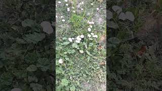 The resilient beauty of garden weeds. #flowers #weeds #garden #beautiful #nature