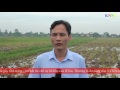 Biện pháp khắc phục lúa ngộ độc hữu cơ