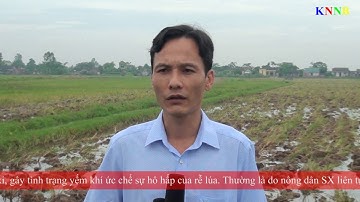 Biện pháp khắc phục lúa ngộ độc hữu cơ