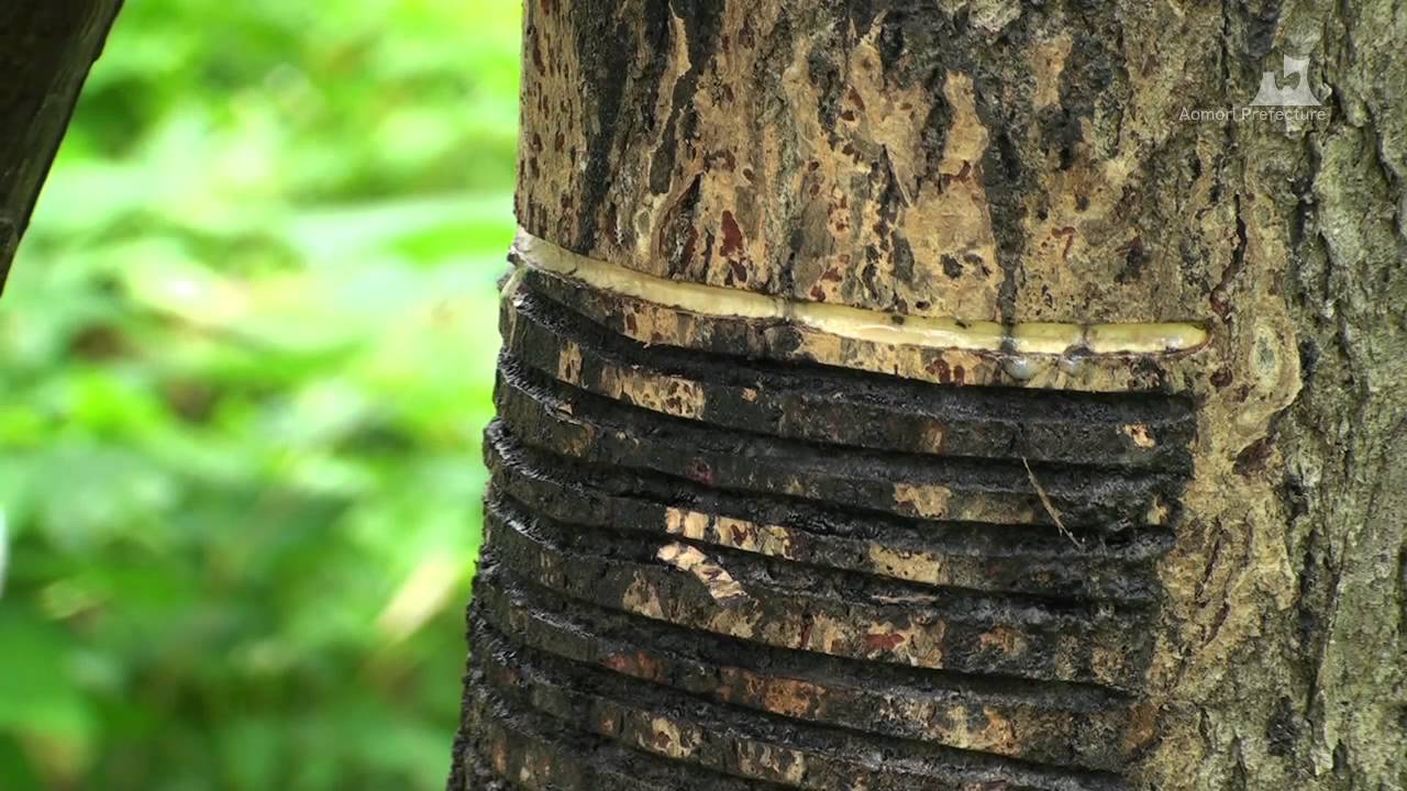 津軽塗り　変わり塗り　特注品　膳　足付き　経年の漆傷みあり　明治期　木製 津軽塗り 変わり塗り 特注品 膳 足付き 経年の漆傷みあり 明治期