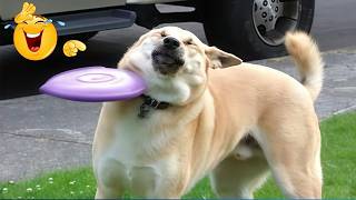 Funniest Dog Moments Caught on Camera — You’ll Be Crying Laughing! 😂🐾
