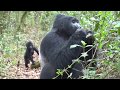 Gorilla Trekking in Uganda's Bwindi Impenetrable Forest