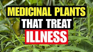 14 Medicinal Plants To Grow Before Its Too Late