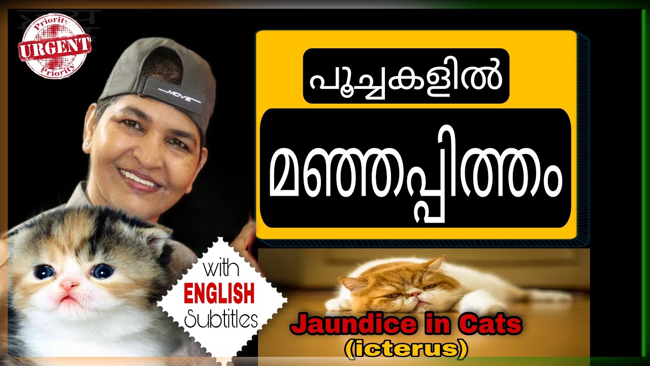 Know All About Icterus Dangerous Condition In Cats Cat Emergency Situations NANDASPets