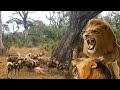 تدخل الأسد في الدفاع عن اللبؤة من الكلاب البرية كيف