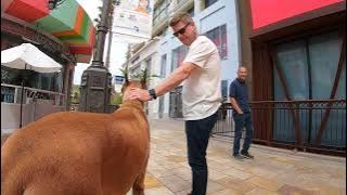 Cash 2.0 Great Dane 8