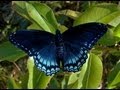 Tips on finding red spotted purple hibernating caterpillars