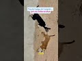 అన్ని కావాలంటది #viral #teluguaudio#telugureels#animalfunnyshorts#petmoments#trending