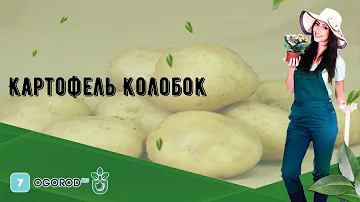 Картофель Колобок