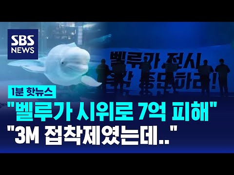 &amp;quot;3M 제품이었는데&amp;quot; 7억 벨루가 시위 결론은? / SBS / 1분핫뉴스