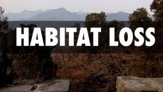 Habitat Loss Ecology Project :)