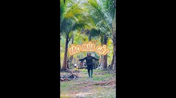 Một ngày theo chân người Tây Nguyên gặt lúa | Tarzan Tây Nguyên