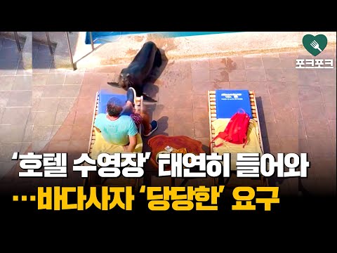 호텔 수영장에 '불쑥' 들어오더니···바다사자, '당당한 요구'