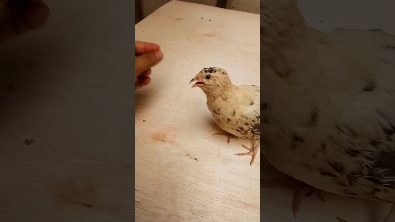 Langka Puyuh Putih Kombinasi A M E Quail Farm Youtube