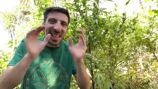CANN4BIS plant pruning
