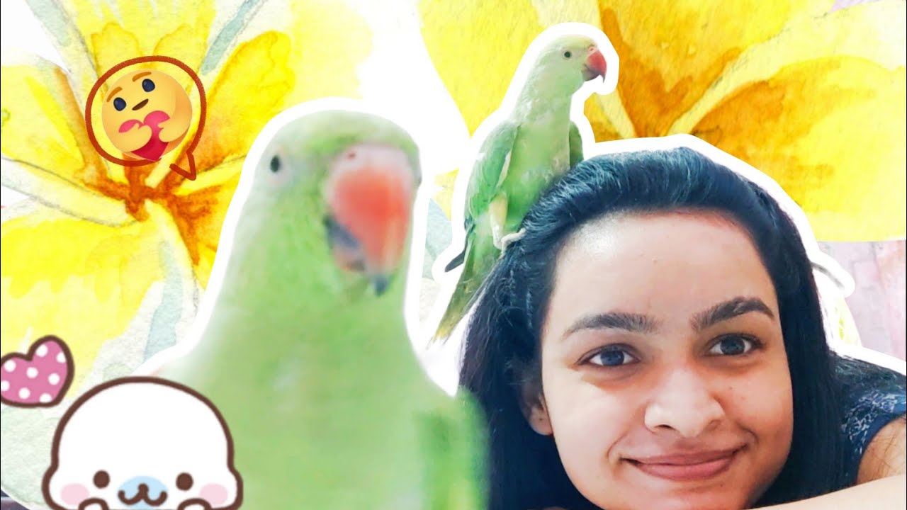 Meet Tara & Sara parrots – Our First Vlog 🎥✨🦜💚 #parrotvideo