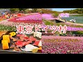 東京ドイツ村 芝桜の丘、チューリップ、リビングストーンデイジー/Tokyo German Village
