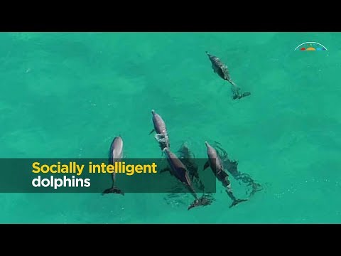 ვიდეო: რა ჰქვია პატარა დელფინს?