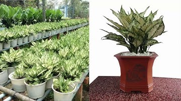 Cây Ngọc Ngân - Cây valentine, là cây phong thủy, biểu tượng cho tình yêu, chung thủy