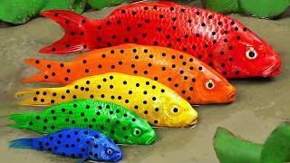Stop Motion ASMR - Koi Fish Hunting Pink Catfish | Colorful Koi Fish | Primitive Cooking Experiment