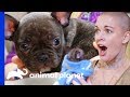 Amanda Finds The Perfect New Home For This Adorable Puppy | Amanda To The Rescue