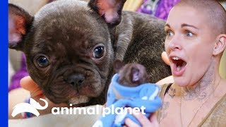 Amanda Finds The Perfect New Home For This Adorable Puppy | Amanda To The Rescue Amanda Finds The Perfect New Home For This Adorable Puppy | Amanda To The Rescue