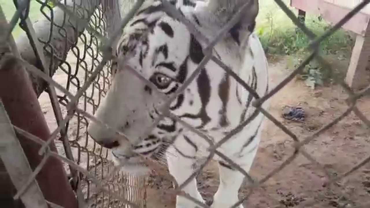 big cat derek soft and squishy Morning Moos | WHITE TIGERS VOCALIZE