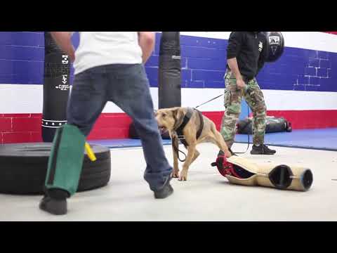 aggressive-dog-training-denver