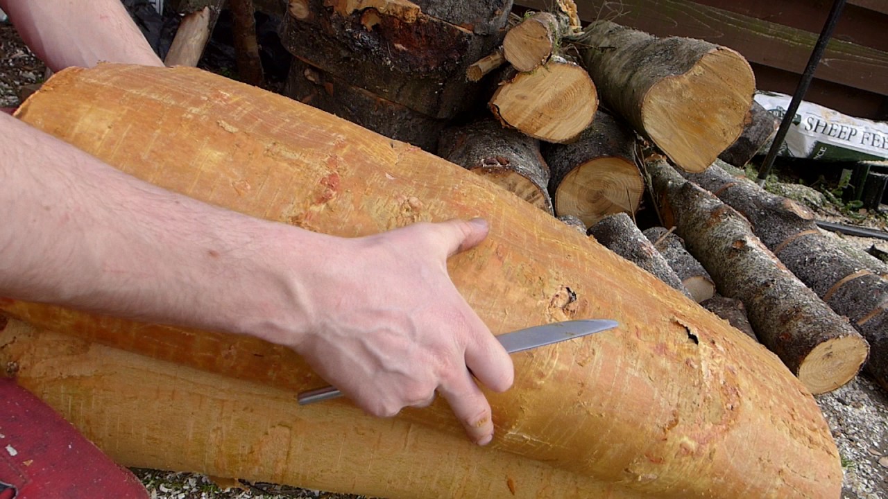 How to peel Birch bark YouTube