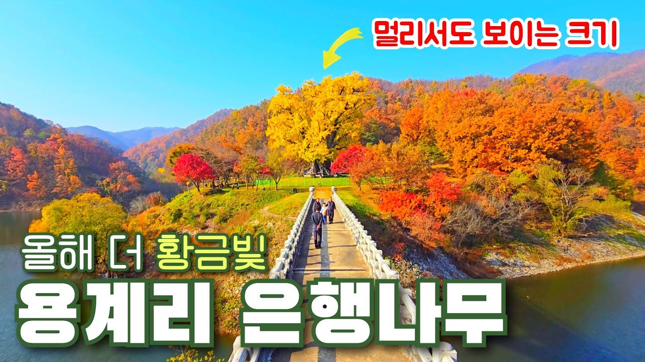 우리나라 2번째 큰 용계리 은행나무｜안동여행, 반계리 은행나무 다음, 가을여행, 단풍여행, 은행나무 명소, 단풍명소 | Ginkgo Trees in Peak Autumn Color