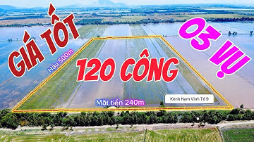 🌾 120 công lúa đồng 03 vụ năng suất cao - xã Vĩnh Gia - Tri Tôn || Ivan Tung 