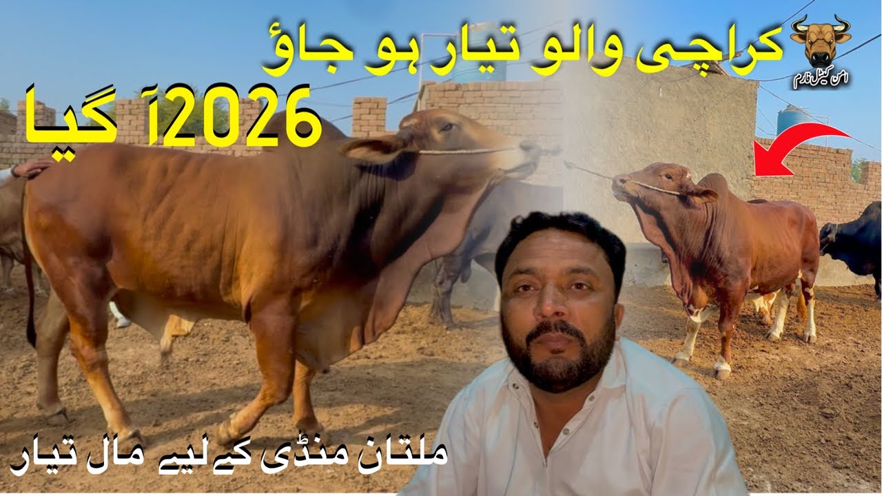 Karachi Walo Tyar tyar ho jio😊||2026 Aa gya😘Insaallah kl Suba Multan Mandi👍||King Of Multan Mandi 