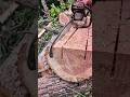 ¿Cómo aserrar madera con motosierra? 🤔💪 #chainsaw #sthil #madera #asmr #woodworking