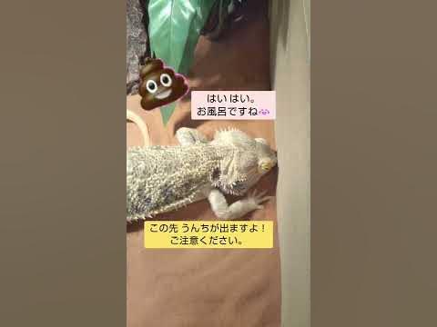 ﾌﾄｱｺﾞﾋｹﾞﾄｶｹﾞ☆モカちゃん👦うんち 間に合うかなぁ？#shorts - Hq2