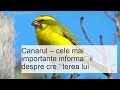 Canarul – cele mai importante informatii despre ingrijire