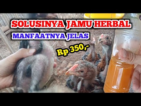 CARA MENGOLAH KUNYIT SUPAYA MENDAPAT 5 MANFAAT TERBAIK UNTUK AYAM