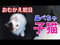 鼻ぺちゃ犬がいる家庭に生後２か月の子猫をお迎えしました【エキゾチックショートヘア】