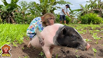 Monkey YiYi takes piglet to the garden to find grandpa
