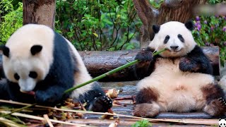 Watching the cutest panda twins HeHua & HeYe together on a rainy day is so healing heart