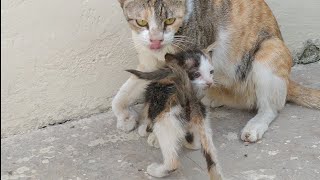 Kitten Convincing Mother Cat To Adopt His Friend || Mother Cat Adopting Another Orphan Kitten ||