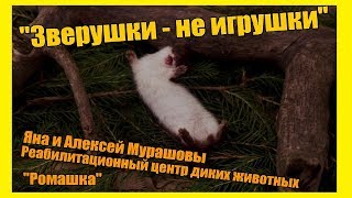 Жизнь замечательных людей: Алексей и Яна Мурашовы. Центр реабилитации диких животных "Ромашка" Жизнь замечательных людей: Алексей и Яна Мурашовы. Центр реабилитации диких животных "Ромашка"